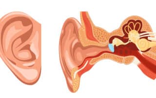 Tout savoir sur le fonctionnement de l’oreille