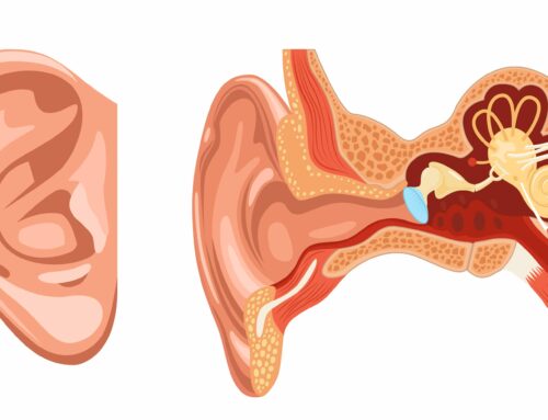 Le fonctionnement de l’oreille : tout savoir