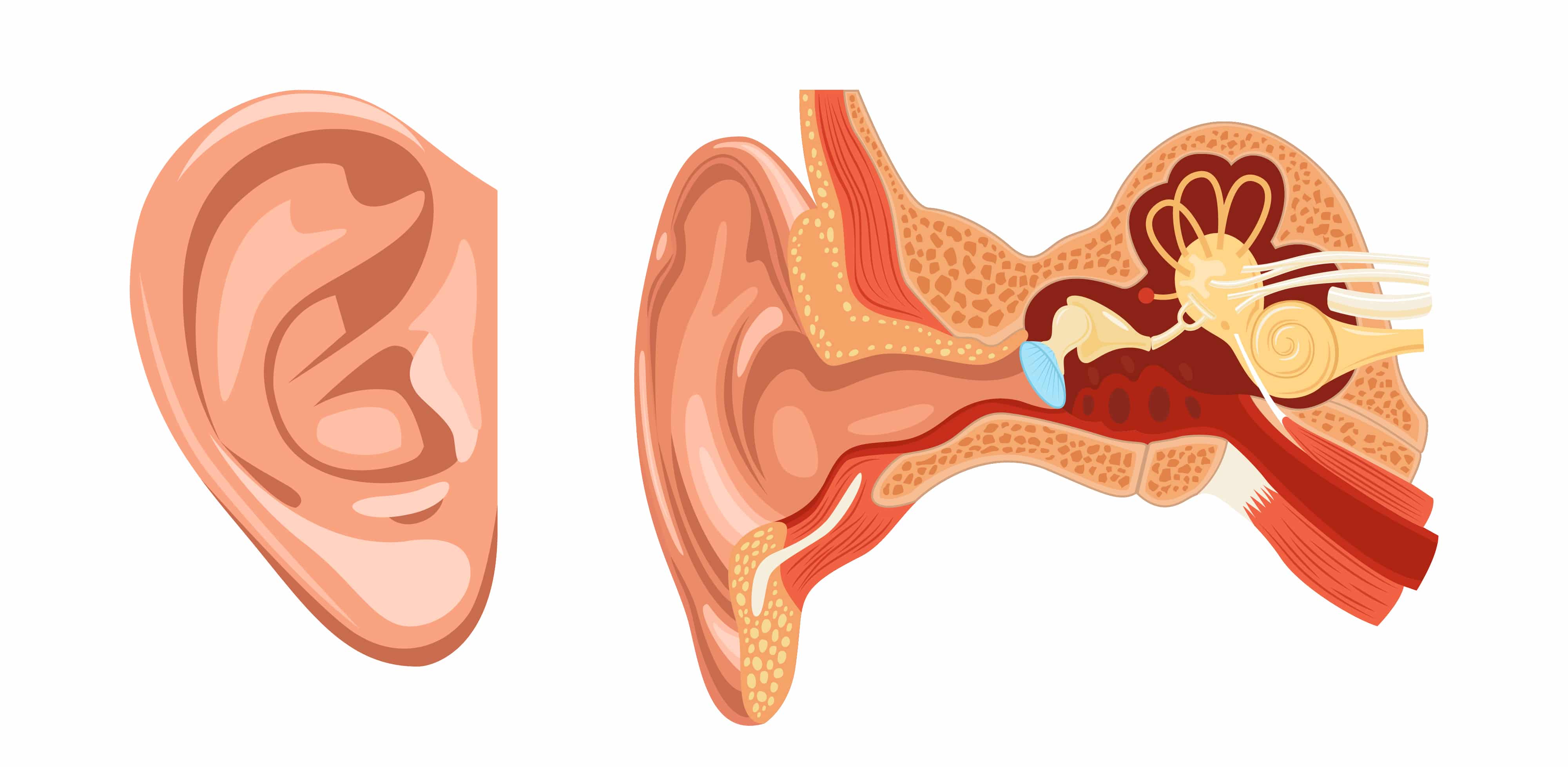 Tout savoir sur le fonctionnement de l’oreille