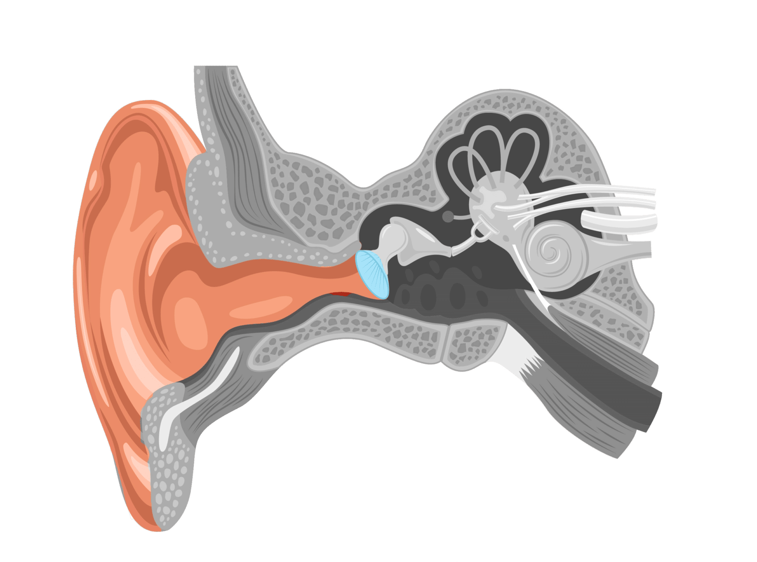 Le fonctionnement de l’oreille tout savoir BlaBla Audition
